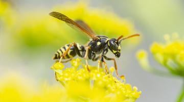 A close up of a yellow jacket wasp sitting on top of a yellow flower with other flowers in the background