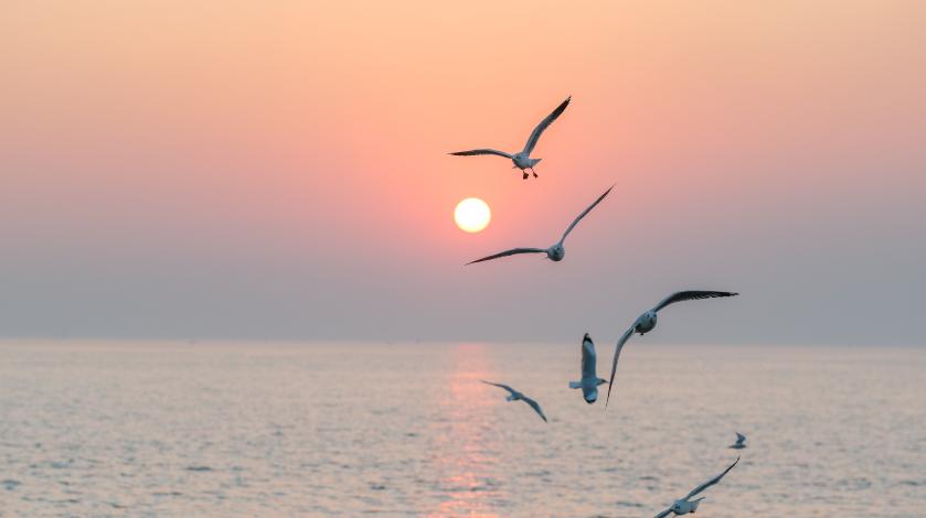 seagulls