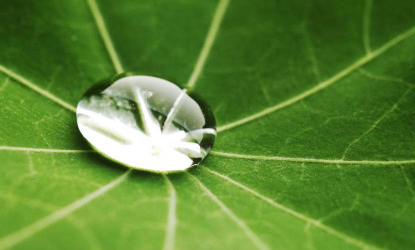 Water in leaf represents loss and hope