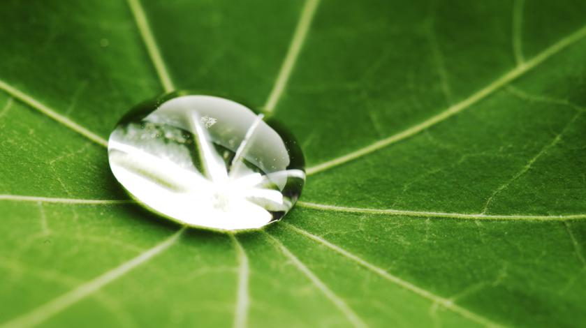 Water in leaf represents loss and hope