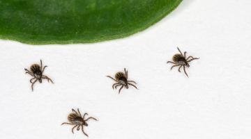 Ticks